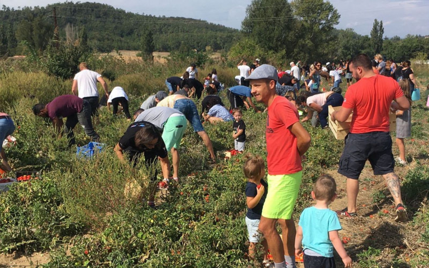 Upie (Drôme) - France : Un agriculteur offre trente tonnes de tomates bio pour éviter le gaspillage